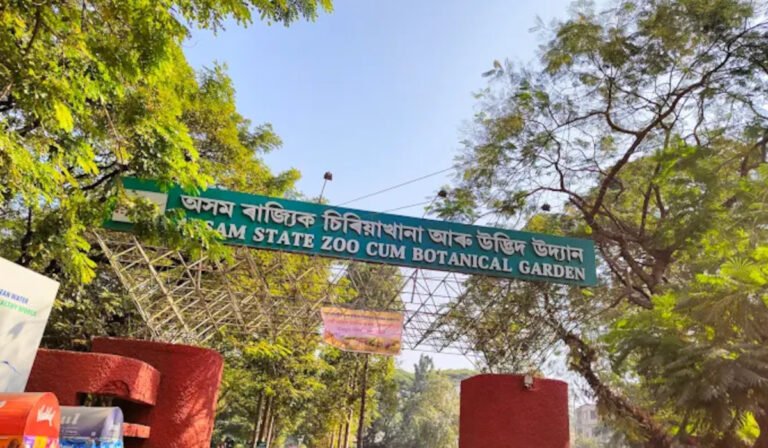 State Zoo Welcomes Four Asiatic Lion Cubs, Sparking Hope for Conservation