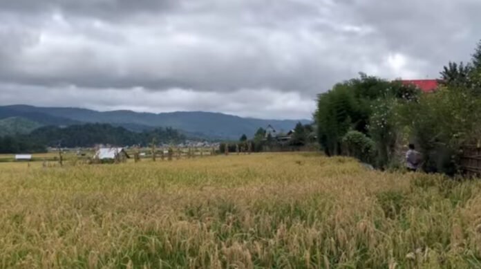 Apatani Rice Cultivation