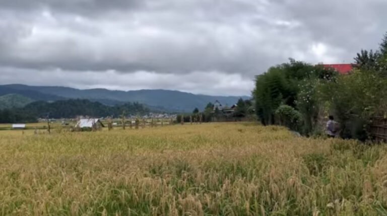 Reviving the Rice: The Apatani Way of Sustainable Farming