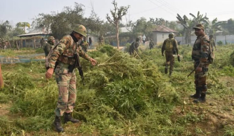 Assam Rifles Destroys Illegal Ganja Cultivation Worth ₹27 Crore in Tripura